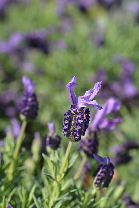 Lavandula stoechas 'Anouk' - Butterfly Lavender