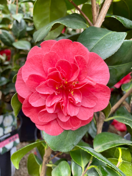 Camellia reticulata 'Mary Williams'