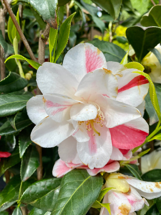 Camellia japonica 'William Bartlett' - Japanese Camellia