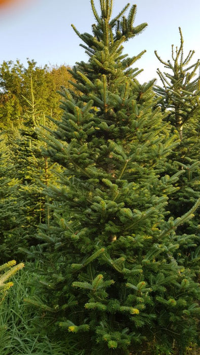 Frazer Fir Christmas Tree - 175-200cm