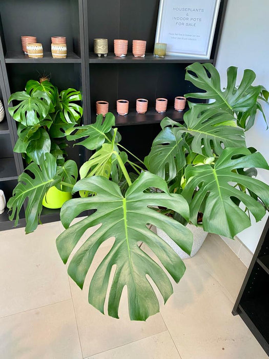 Monstera deliciosa - Swiss cheese plant | The Plant Collector