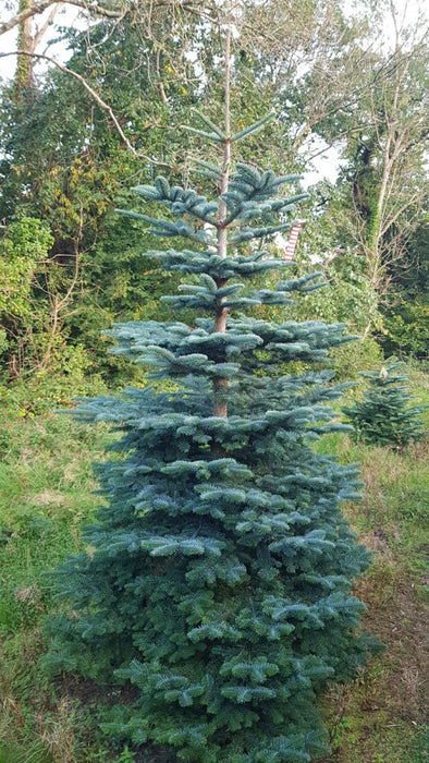 Noble Fir Christmas Tree 200-250cm