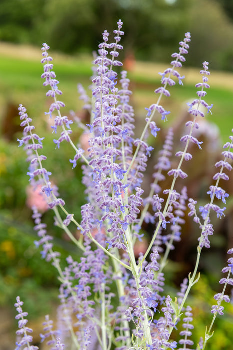 Perovskia atripl. 'Little Spire'