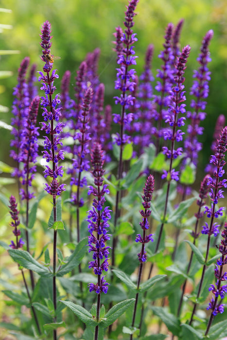 Salvia nemorosa 'Caradonna'