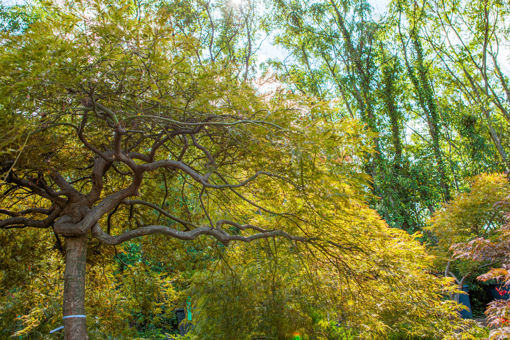 Acer palmatum 'Garnet' - Japanese Maple Tree