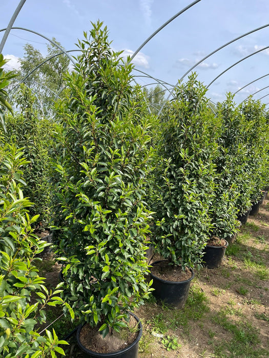 Prunus lusitanica 'Angustifolia' - Portuguese laurel