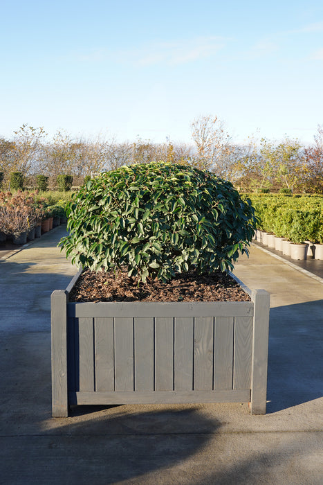 Prunus lusitanica 'Angustifolia' - Portuguese laurel