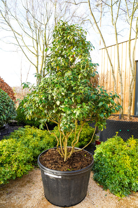 Camellia japonica 'Miyako Dori' - Japanese camellia