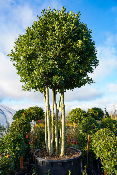 Laurus nobilis - Bay laurel