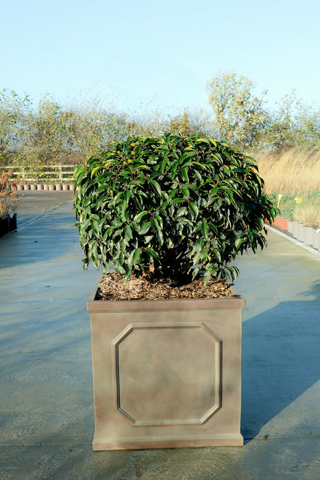 Prunus lusitanica 'Angustifolia' - Portuguese laurel