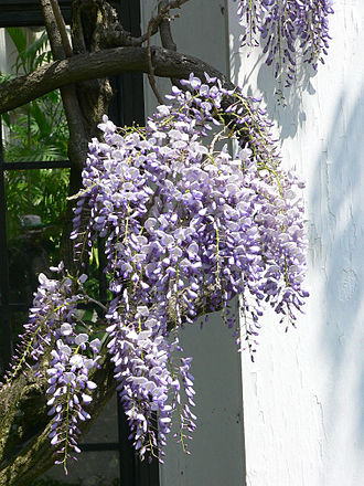 Wisteria 'Lavender Lace'