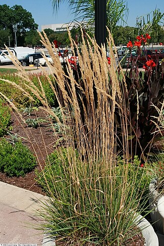 Calamagrostis acut. 'Karl Foerster'