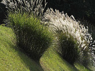 Miscanthus sin. 'Morning Light'