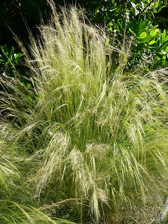 Stipa tenuissima 'Ponytails'