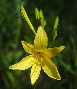 Hemerocallis 'Stella de Oro'