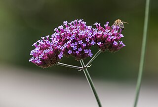 Verbena bonariensis