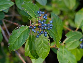 Viburnum tinus