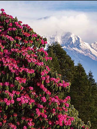 Rhododendron 'Cunningham's White'