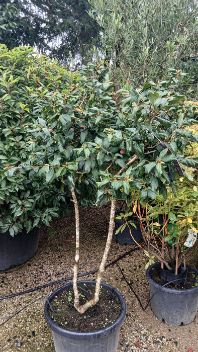 Camellia Japonica