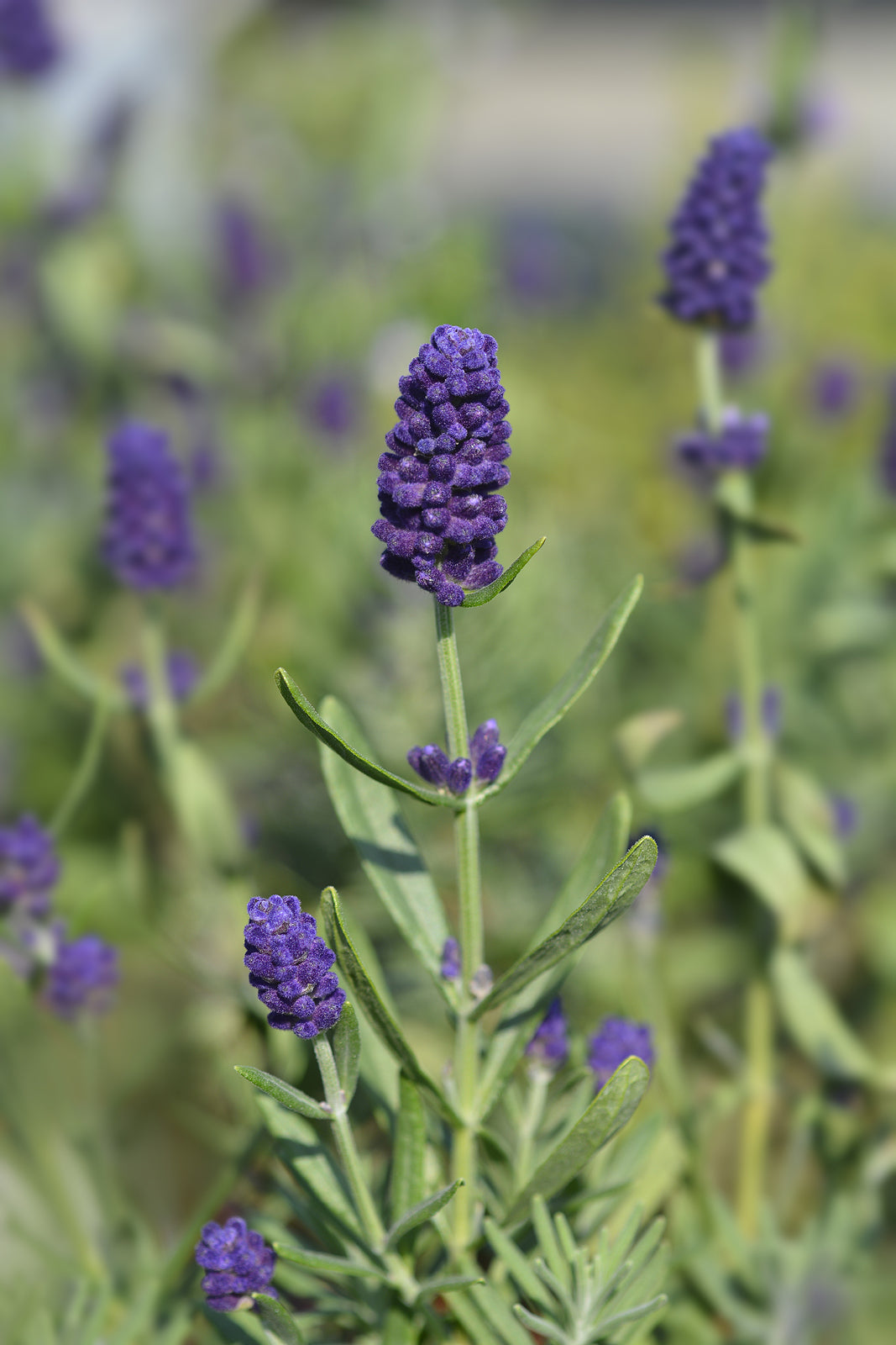 Lavenders