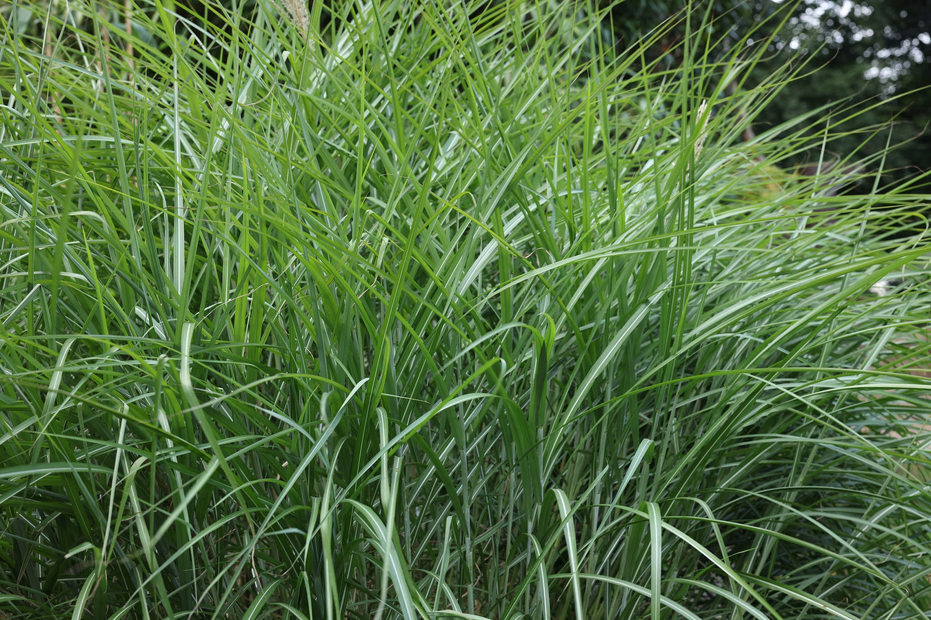 Grasses