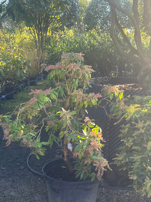 Pieris 'Forest Flame'