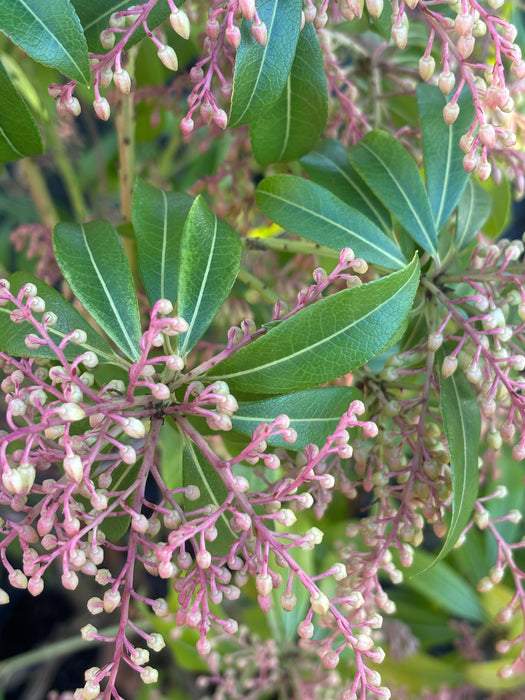Pieris 'Forest Flame'