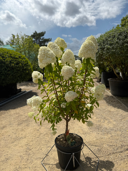 Hydrangea pan. 'Limelight'