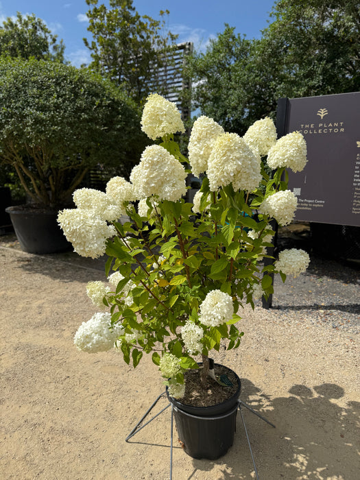 Hydrangea pan. 'Limelight'