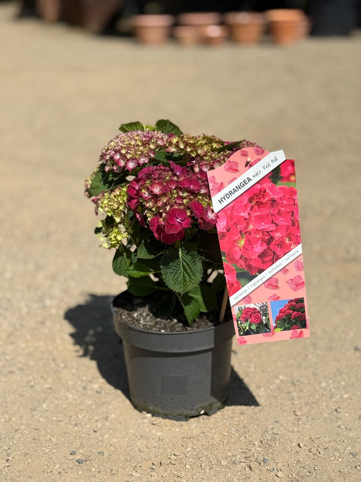 Hydrangea Macrophylla Mix