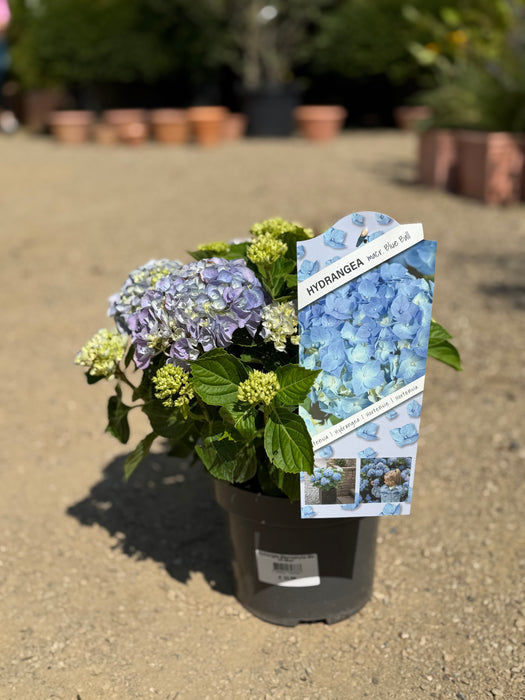 Hydrangea Macrophylla Mix