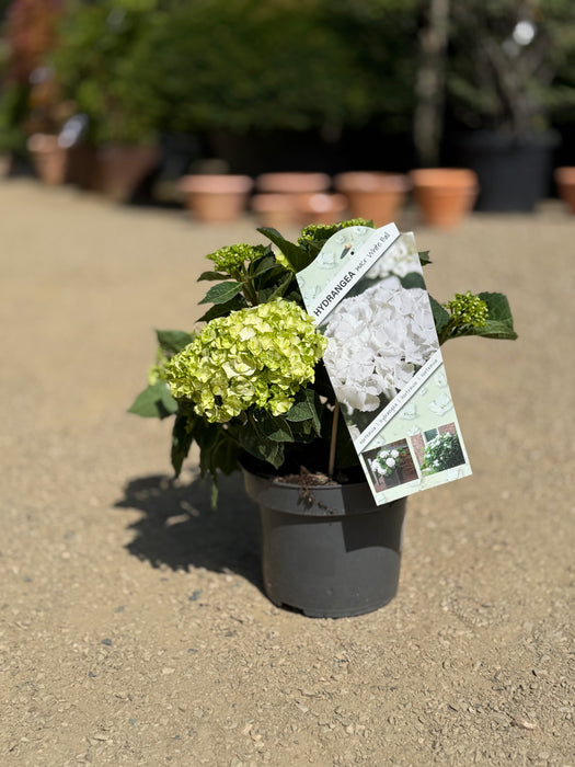 Hydrangea Macrophylla Mix