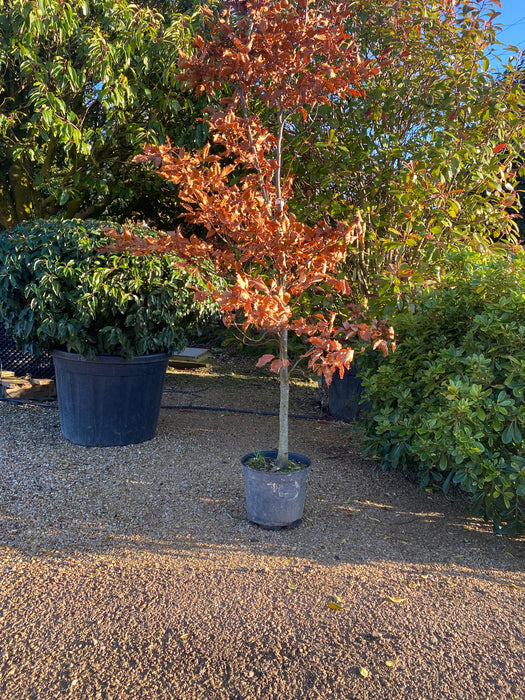 Fagus Sylvatica - Common Beech