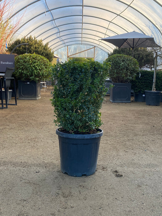Buxus Sempervirens - Common Box
