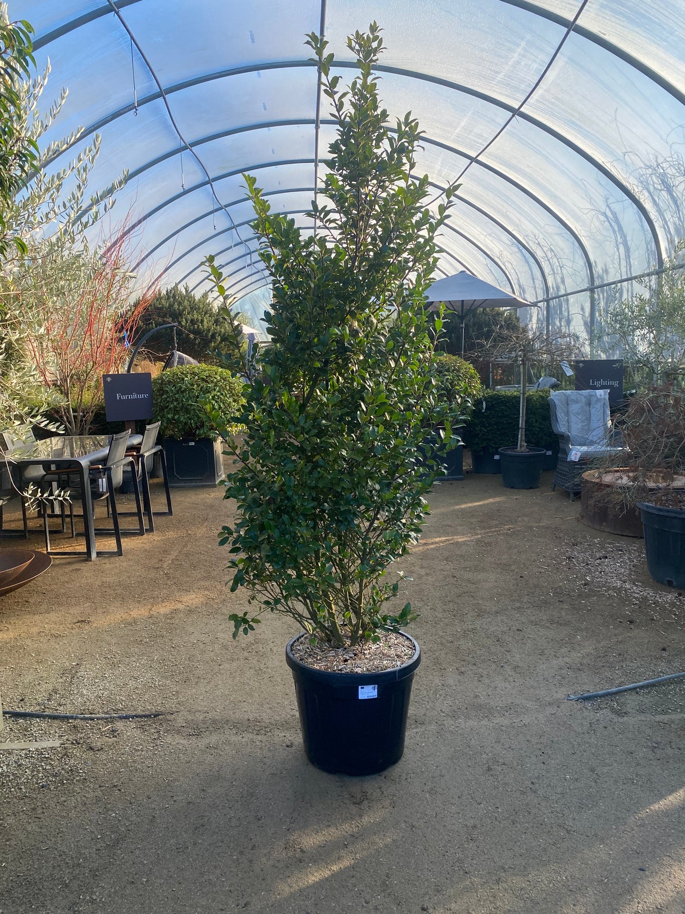 Ilex Meserv. 'Blue Maid'