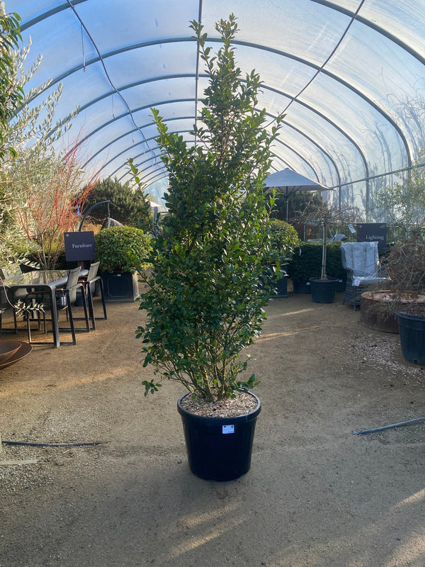 Ilex Meserv. 'Blue Maid'
