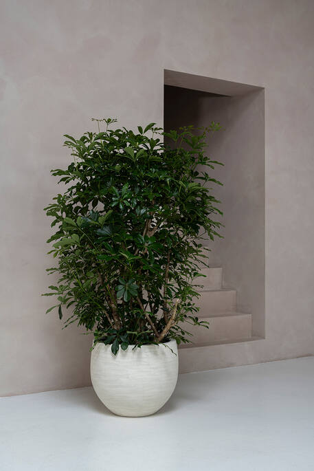 Jumbo Orb, Ivory Washed