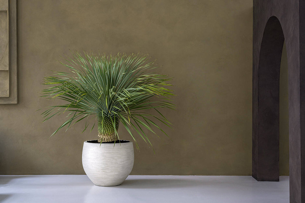 Jumbo Orb, Ivory Washed