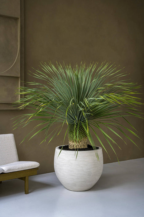 Jumbo Orb, Ivory Washed