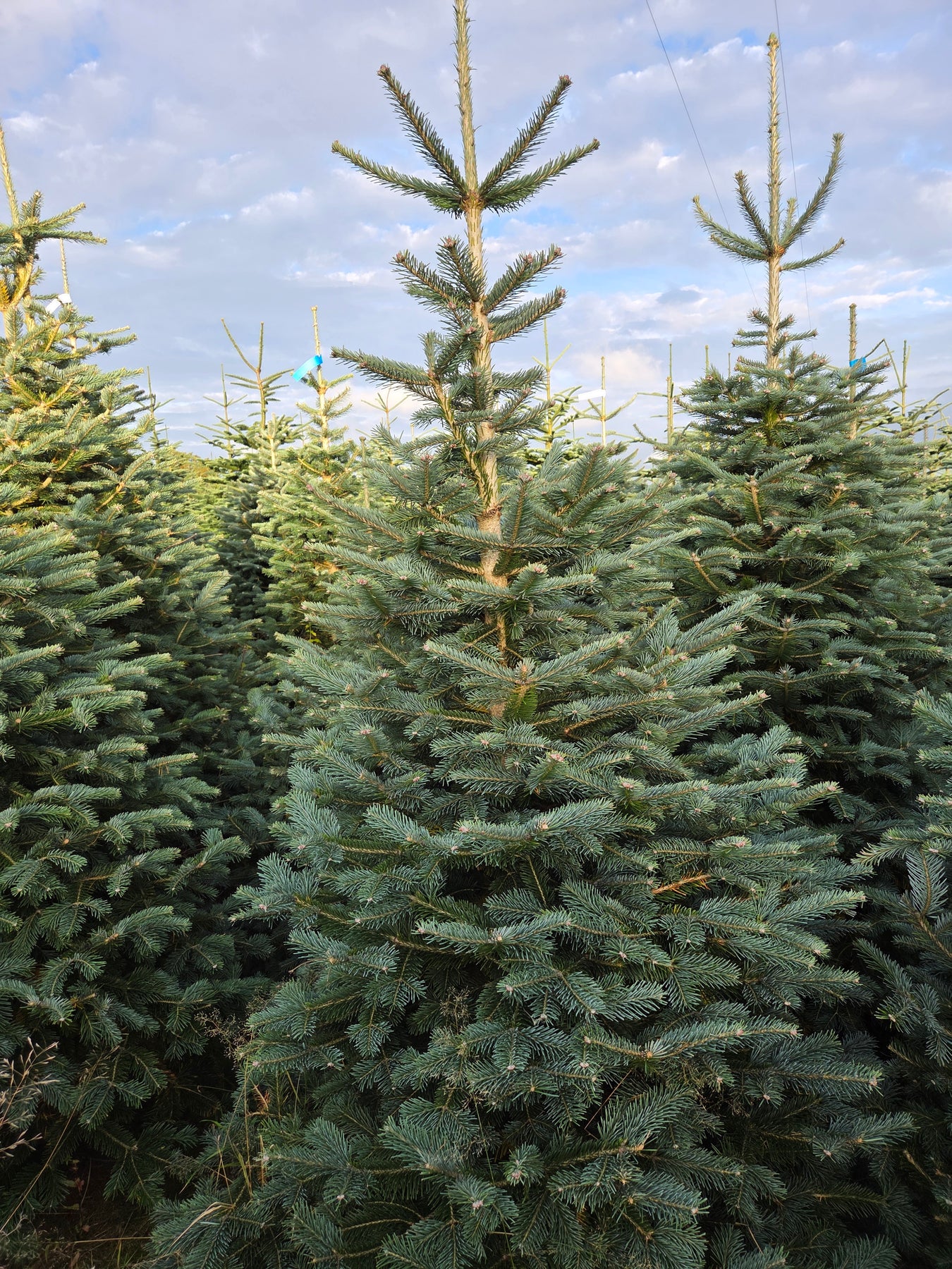 Premium Christmas Trees