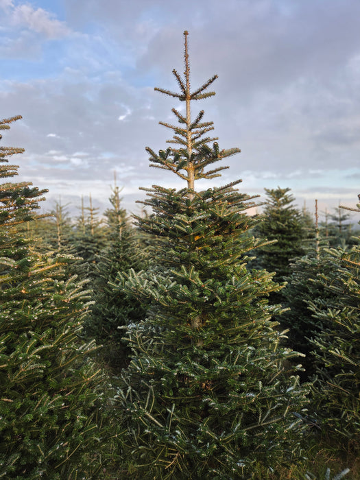 Lasiocarpa Christmas Tree 175 - 200cm