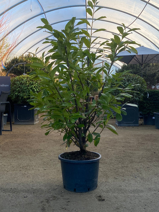 Prunus Laur. 'Rotundifolia' - Cherry Laurel