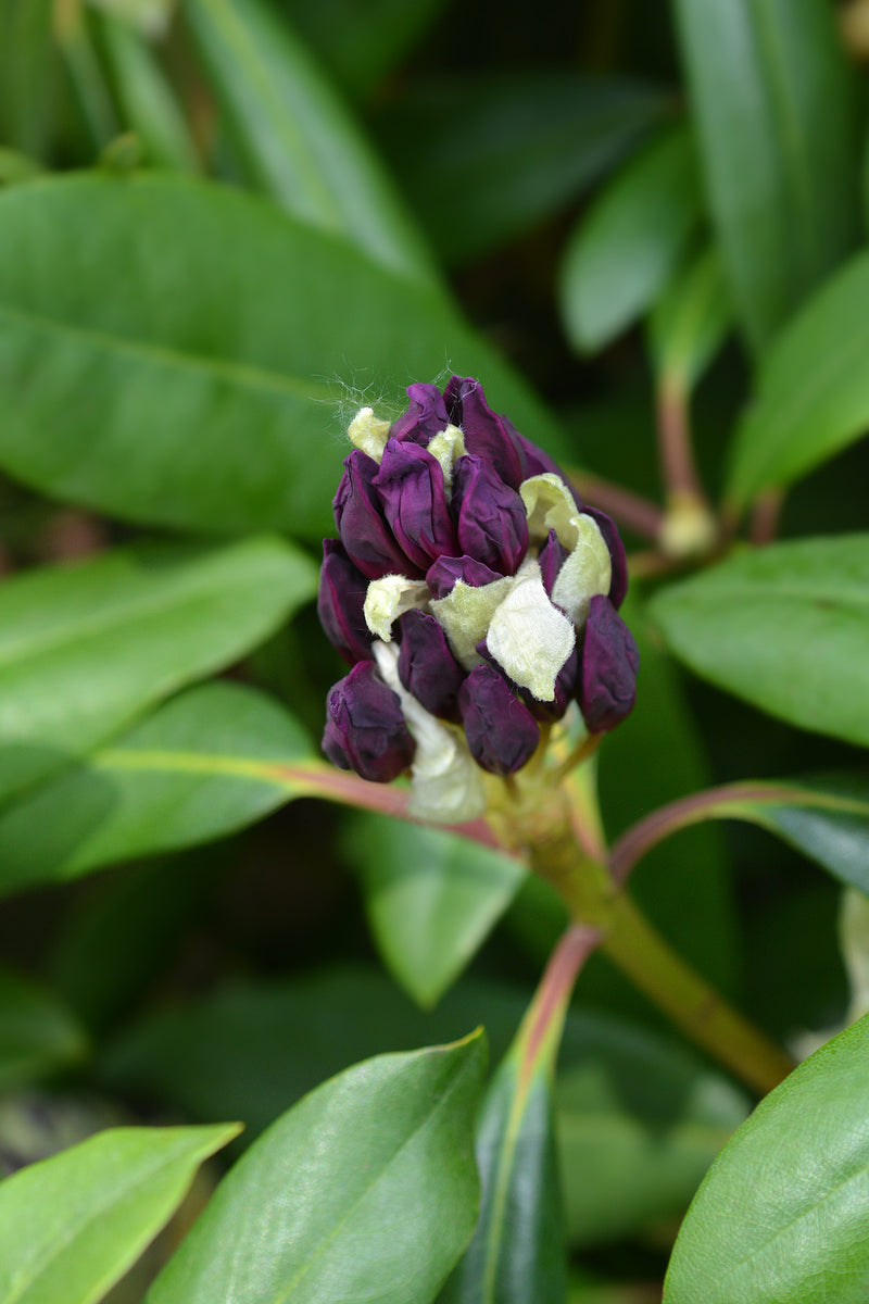 rhododendron marcel menard Rhododendron 'Marcel Menard'
