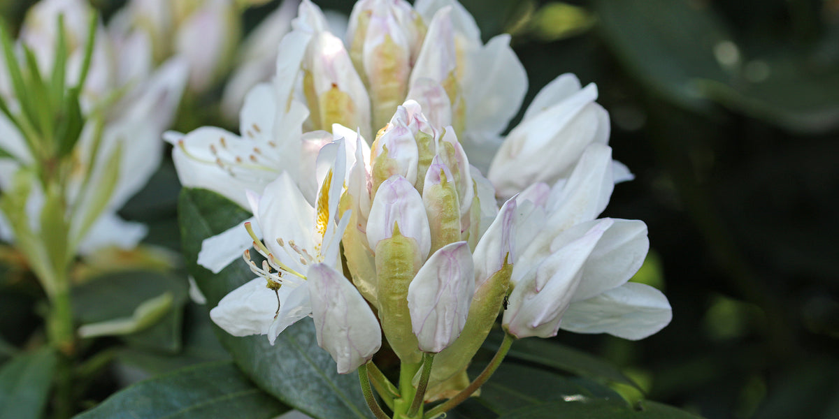 Rhododendron 'Madame Masson'