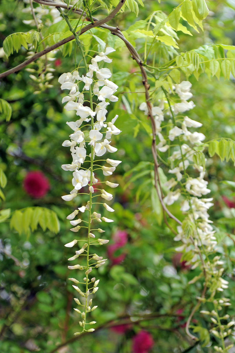 Wisteria floribunda - Japanese wisteria