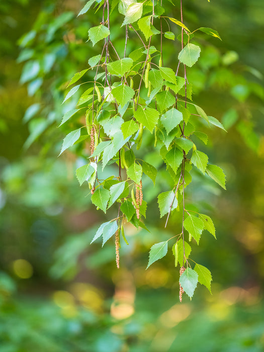 Betula pendula single stem - Silver Birch tree