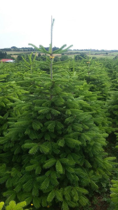 Nordmann Premium Christmas Tree 200-250cm