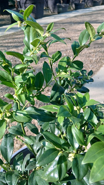 Sarcococca confusa