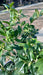 Sarcococca confusa