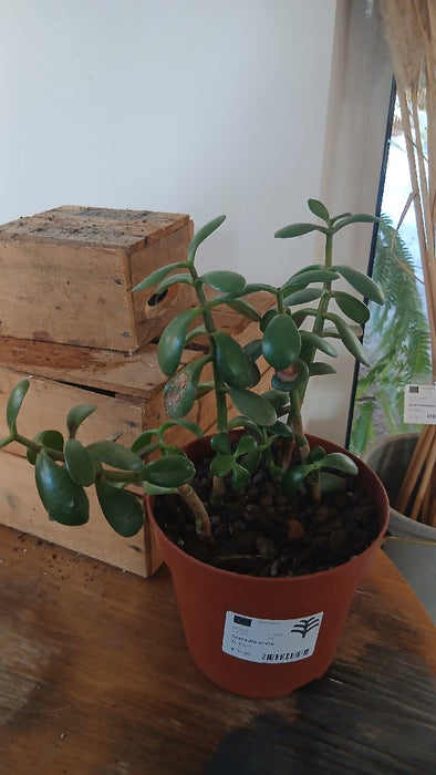 Crassula ovata